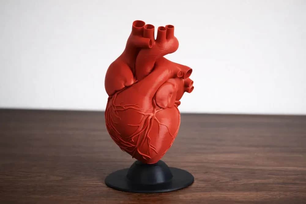Kul Anatomski Model Srca