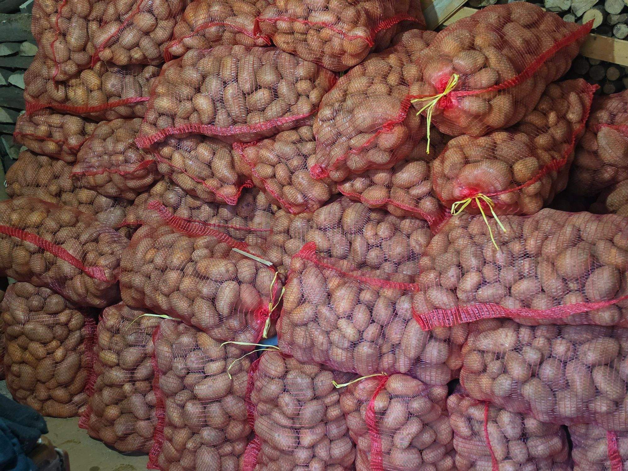 Krompir žuta Agria, prva reprodukcija, pakovan u vrećice od 20 kg