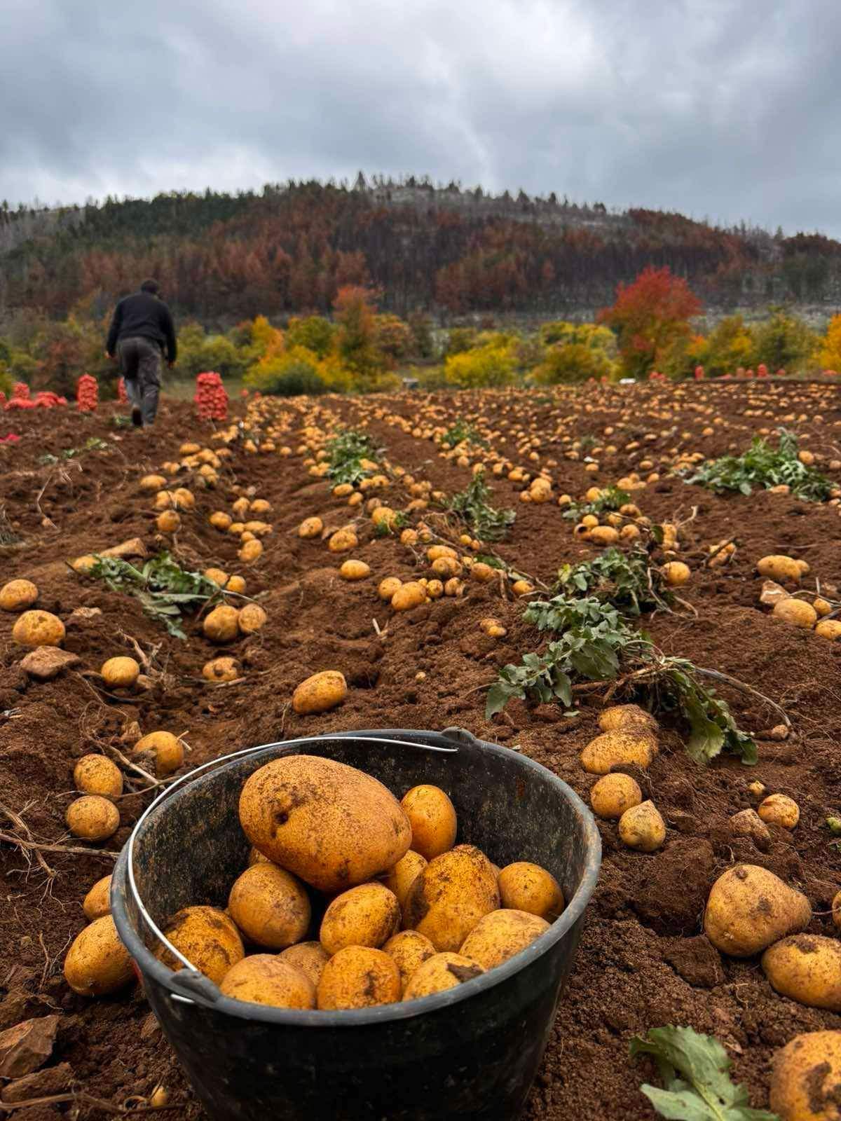Žuti krompir Agrija, crni luk, bijeli luk, jaja
