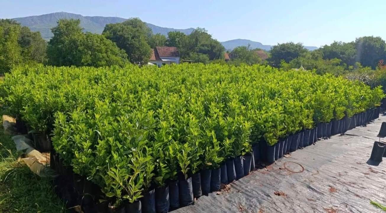 Lovor i višnja sadnice, visina do 120 cm
