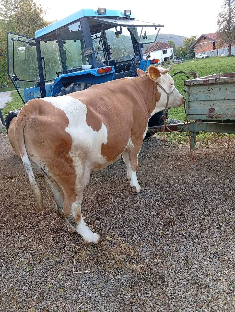 Jalova krava 650 kg, muško tele i muško čoklje