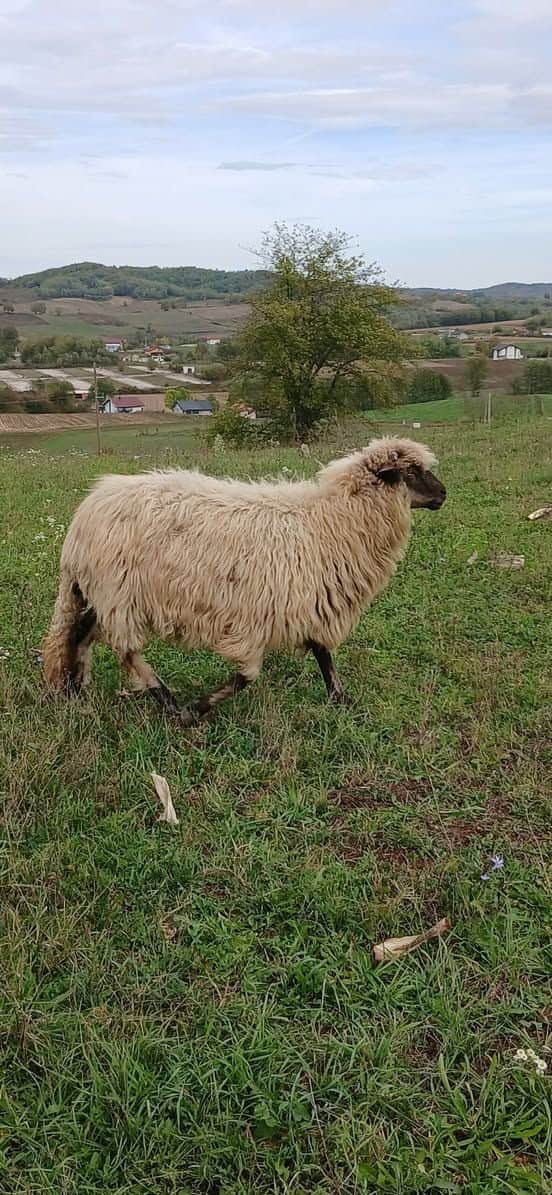 Ovca jelova, ekstra debela i golema