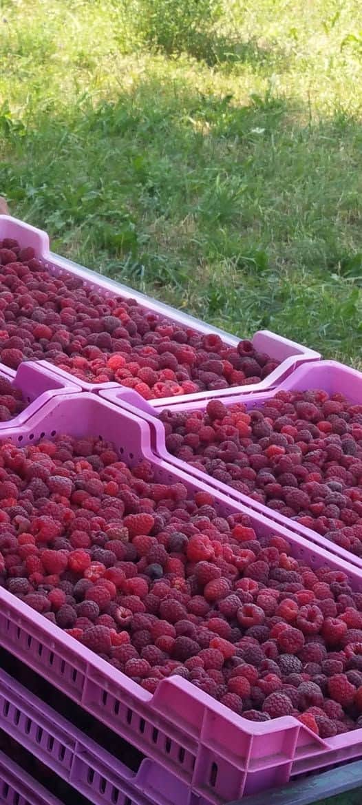 Sadnice maline sorte Crni Vilamet
