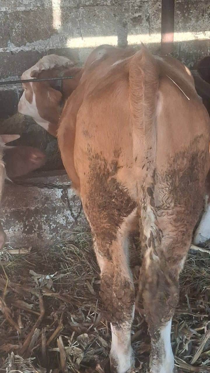 Dvoje junadi, muško i žensko, star 6 mjeseci