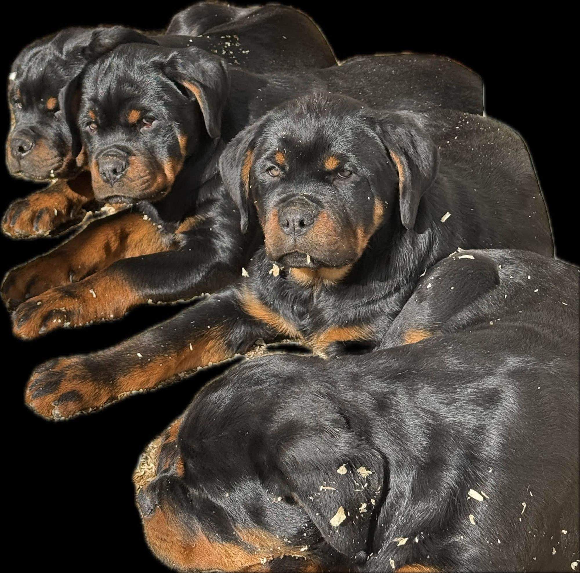 Rottweiler štenci