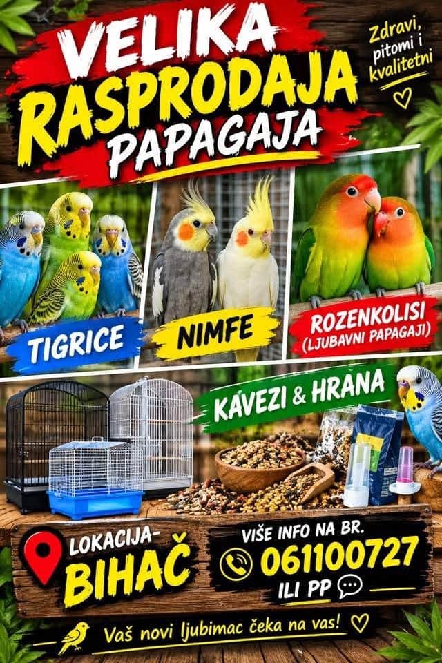 Papagaji: tigrice, nimfe i rozenkolisi