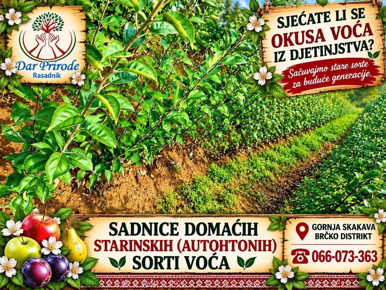 Sadnice domaćih, starinskih i autohtonih sorti voća