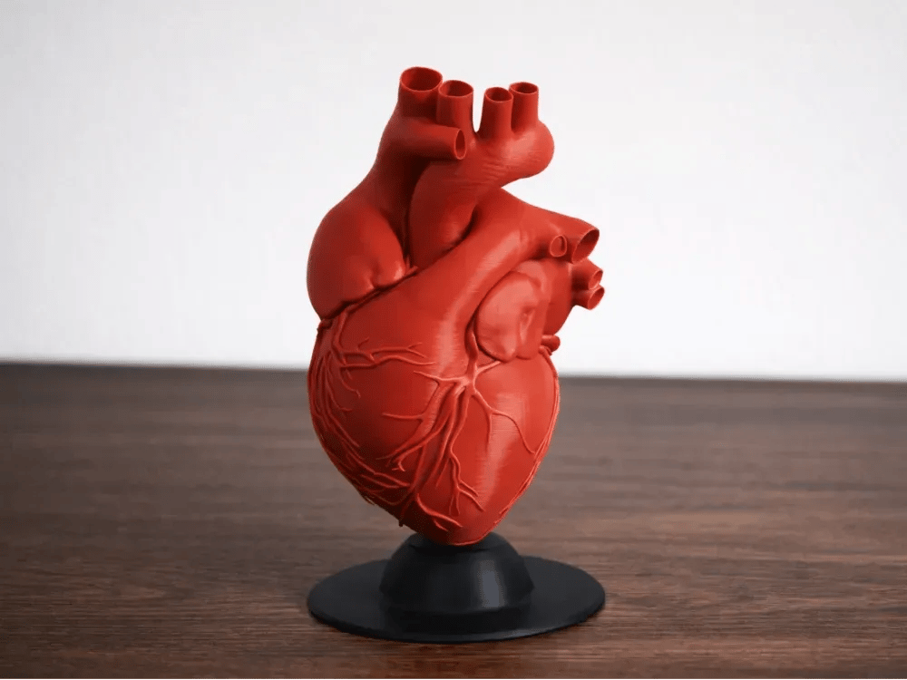 Kul Anatomski Model Srca — slika 2 od 2